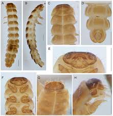 Attēlu rezultāti vaicājumam “Lygistopterus sanguineus larva”