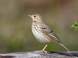 Image result for Anthus trivialis