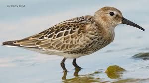Attēlu rezultāti vaicājumam “Calidris alpina”