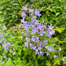 Attēlu rezultāti vaicājumam “Campanula trachelium leaf”