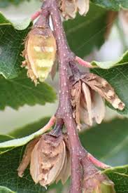 Attēlu rezultāti vaicājumam “Fagus sylvatica male flower”