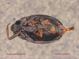 Attēlu rezultāti vaicājumam “Gyrinidae”