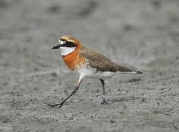 Image result for Charadrius mongolus