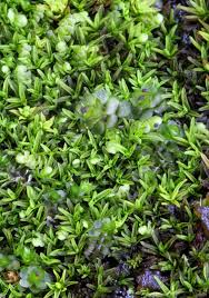 Attēlu rezultāti vaicājumam “Jungermannia sphaerocarpa”