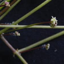 Attēlu rezultāti vaicājumam “Hydrocotyle vulgaris bud”
