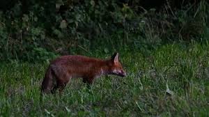 Attēlu rezultāti vaicājumam “Vulpes vulpes  juvenile”