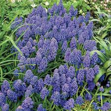 Attēlu rezultāti vaicājumam “Muscari armeniacum”