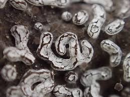 Attēlu rezultāti vaicājumam “Diderma effusum”