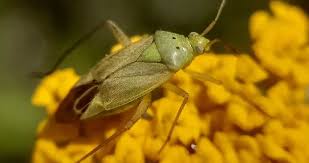 Attēlu rezultāti vaicājumam “Heteroptera”