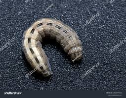 Attēlu rezultāti vaicājumam “Thalpophila matura”