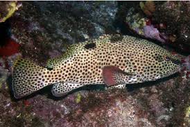 Image result for Epinephelus adscensionis