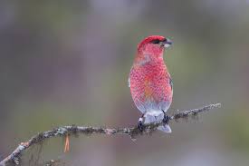 Image result for Pinicola enucleator