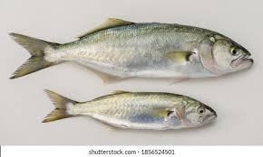 Image result for Pomatomus saltatrix