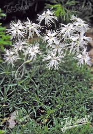 Attēlu rezultāti vaicājumam “Dianthus arenarius”