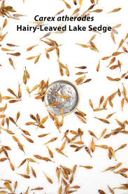 Attēlu rezultāti vaicājumam “Carex atherodes”