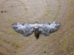 Attēlu rezultāti vaicājumam “Eupithecia succenturiata”