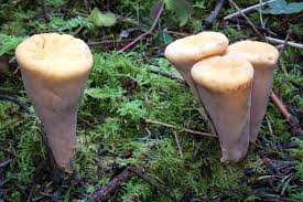 Attēlu rezultāti vaicājumam “Clavariadelphus pistillaris”