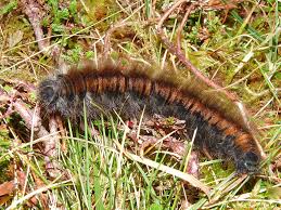 Attēlu rezultāti vaicājumam “Macrothylacia rubi larva”