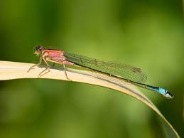 Attēlu rezultāti vaicājumam “Ischnura elegans”