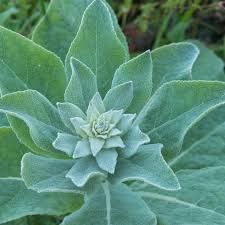 Attēlu rezultāti vaicājumam “Verbascum thapsus leaf”