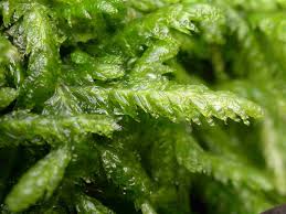 Attēlu rezultāti vaicājumam “Plagiothecium denticulatum”