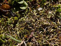 Attēlu rezultāti vaicājumam “Sciuro-hypnum”