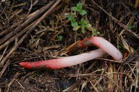 Attēlu rezultāti vaicājumam “Mutinus ravenelii”