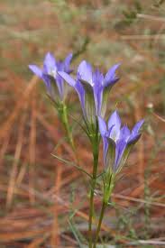 Attēlu rezultāti vaicājumam “Gentiana pneumonanthe leaf”