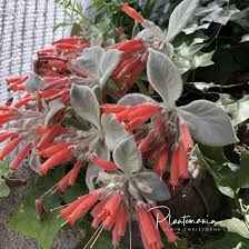 Image result for Sinningia