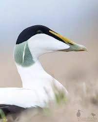 Attēlu rezultāti vaicājumam “Somateria mollissima”