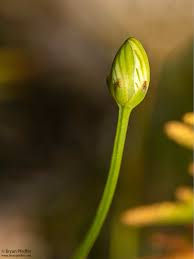 Attēlu rezultāti vaicājumam “Parnassia palustris bud”