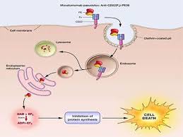 Attēlu rezultāti vaicājumam “Bryum funkii cells”