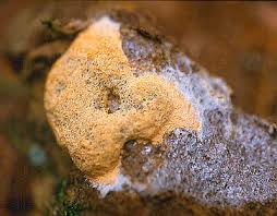 Attēlu rezultāti vaicājumam “Fuligo cinerea spores”