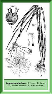 Attēlu rezultāti vaicājumam “Butomaceae”