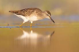 Attēlu rezultāti vaicājumam “Tringa glareola adult”