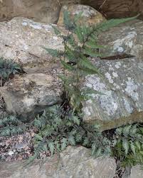 Attēlu rezultāti vaicājumam “Asplenium viride”