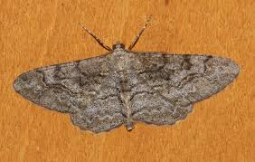 Attēlu rezultāti vaicājumam “Alcis repandata”