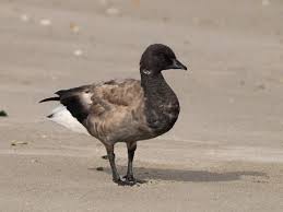 Attēlu rezultāti vaicājumam “Branta bernicla”