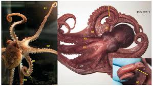 Attēlu rezultāti vaicājumam “Polypogon tentacularius male”