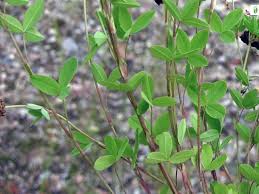Attēlu rezultāti vaicājumam “Trifolium spadiceum flower”