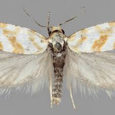 Attēlu rezultāti vaicājumam “Aethes margaritana”