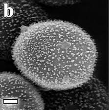 Attēlu rezultāti vaicājumam “Lamproderma ovoideum”