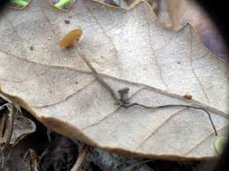 Attēlu rezultāti vaicājumam “Rutstroemia firma”