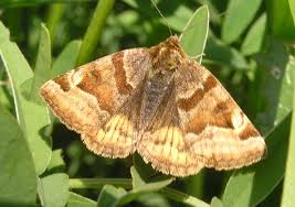 Attēlu rezultāti vaicājumam “Euclidia glyphica”