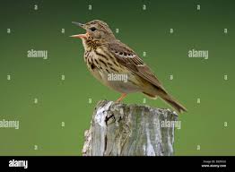 Attēlu rezultāti vaicājumam “Anthus trivialis adult”