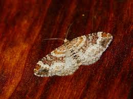 Attēlu rezultāti vaicājumam “Xanthorhoe spadicearia”