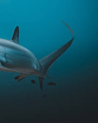 Image result for Alopias pelagicus