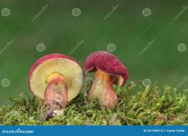 Attēlu rezultāti vaicājumam “Xerocomus rubellus”