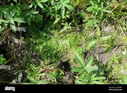 Attēlu rezultāti vaicājumam “Callitriche cophocarpa”