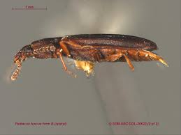 Attēlu rezultāti vaicājumam “Cucujidae”